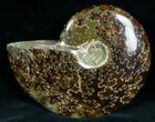 Cleoniceras Ammonite Fossil - Madagascar #7355-1